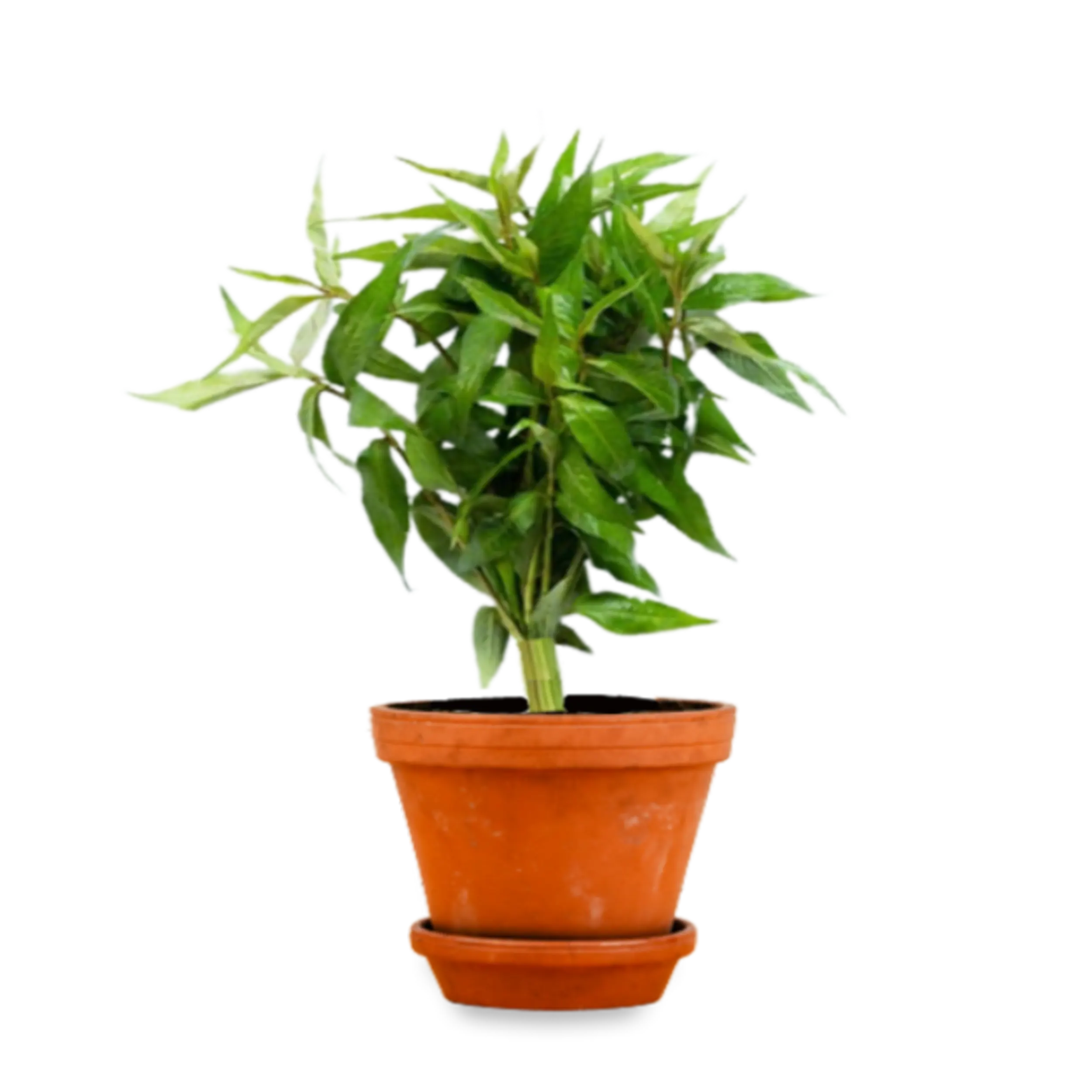 Krishikhamar - krishikhamar_1711637314.webp